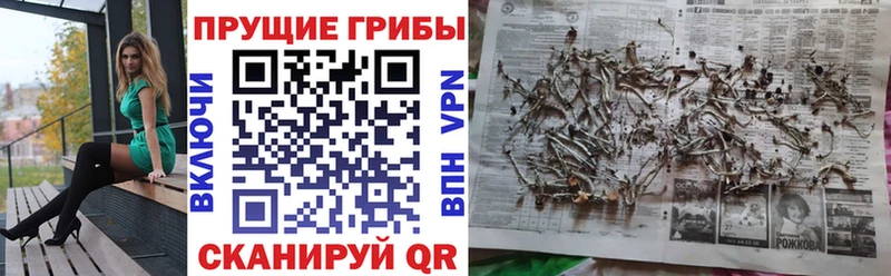 Купить закладки  Кандалакша  Псилоцибиновые грибы GOLDEN TEACHER 